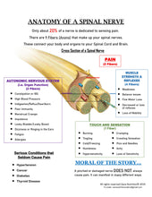 Load image into Gallery viewer, anatomy of a spinal nerve diagram