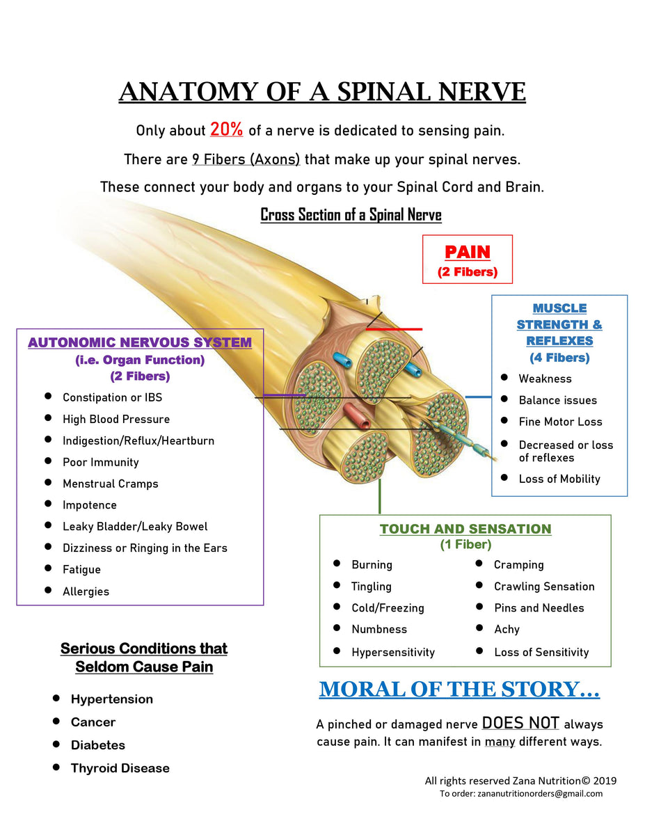 Anatomy of Spinal Nerve โ Zana Nutrition Biology Diagrams