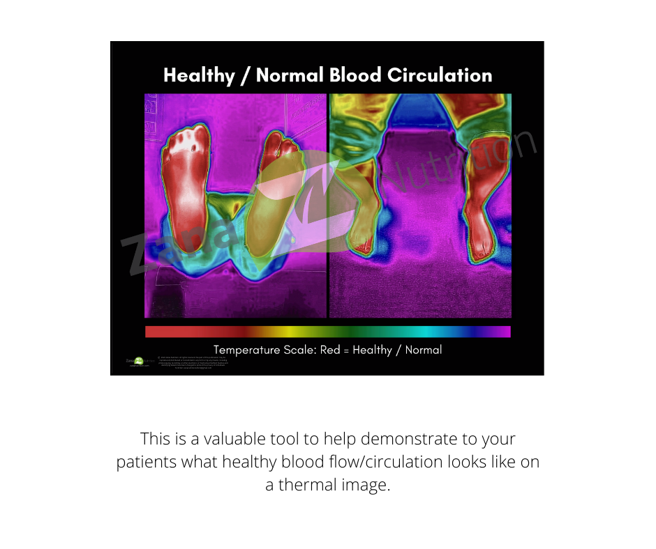 Normal blood circulation poster